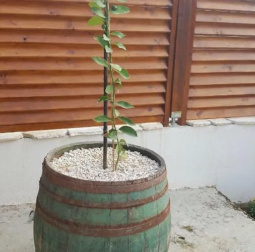 Cernesa Appartement *